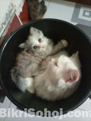 Persian Cat kitten